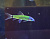 Бородоед (GloFish) Ассорти